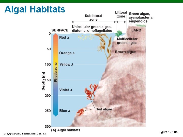 Algal Habitats Copyright © 2010 Pearson Education, Inc. Figure 12. 10 a 