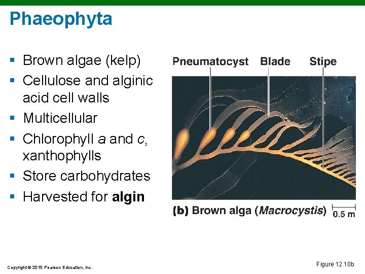 Phaeophyta § Brown algae (kelp) § Cellulose and alginic acid cell walls § Multicellular