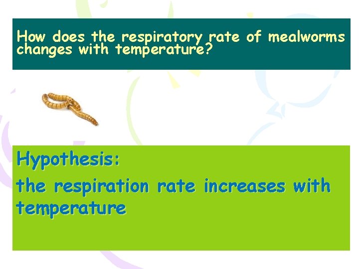 How does the respiratory rate of mealworms changes with temperature? Hypothesis: the respiration rate