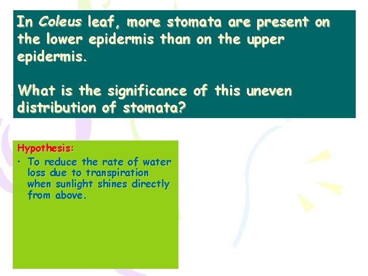 In Coleus leaf, more stomata are present on the lower epidermis than on the