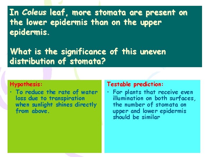 In Coleus leaf, more stomata are present on the lower epidermis than on the