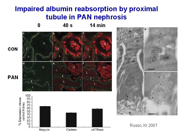 Impaired albumin reabsorption by proximal tubule in PAN nephrosis 0 40 s 14 min