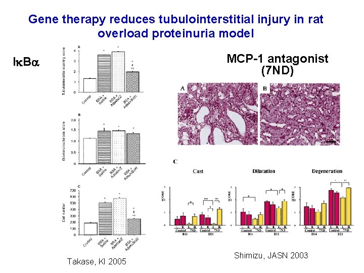 Gene therapy reduces tubulointerstitial injury in rat overload proteinuria model MCP-1 antagonist (7 ND)