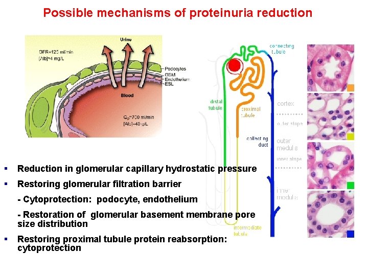 Possible mechanisms of proteinuria reduction § Reduction in glomerular capillary hydrostatic pressure § Restoring