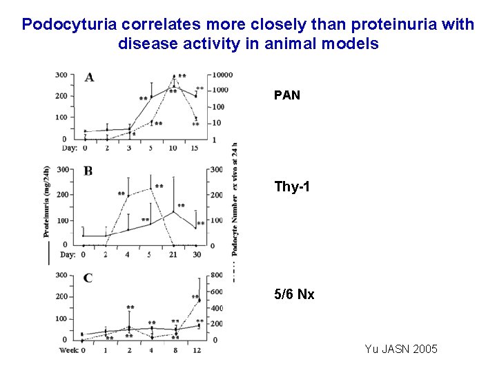 Podocyturia correlates more closely than proteinuria with disease activity in animal models PAN Thy-1