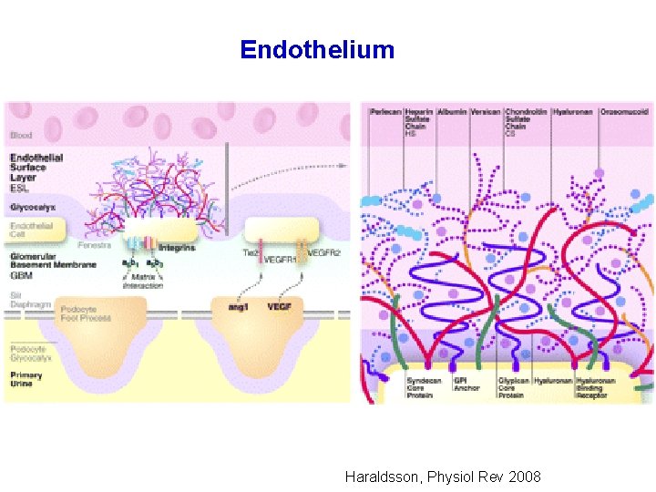 Endothelium Haraldsson, Physiol Rev 2008 