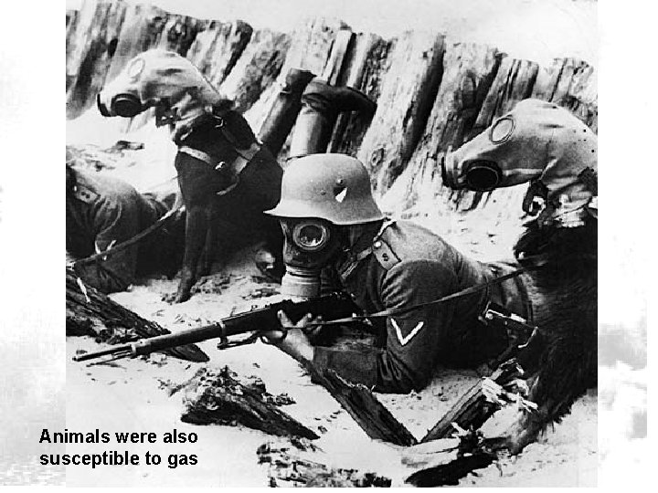 Animals were also susceptible to gas Animals were also susceptible to gas
