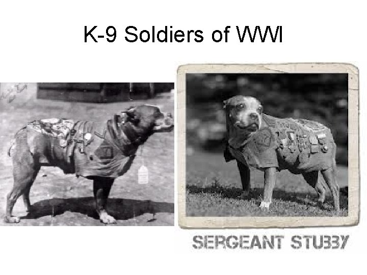 K-9 Soldiers of WWI K-9 Soldiers of WWI