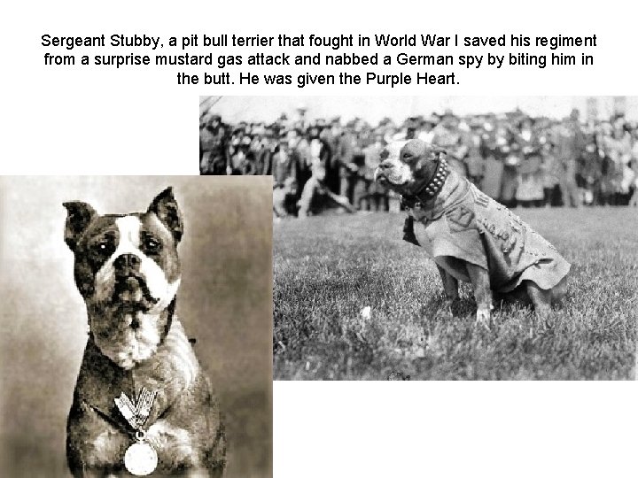 Sergeant Stubby, a pit bull terrier that fought in World War I saved his Sergeant Stubby, a pit bull terrier that fought in World War I saved his
