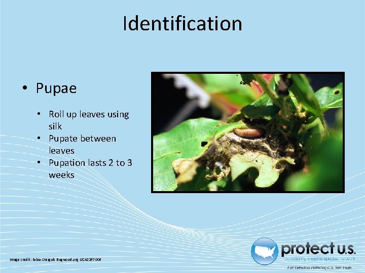 Identification • Pupae • Roll up leaves using silk • Pupate between leaves •