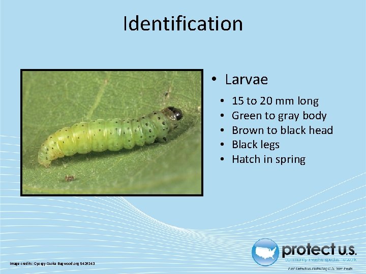 Identification • Larvae • • • Image credits: Gyorgy Csoka Bugwood. org 5429143 15