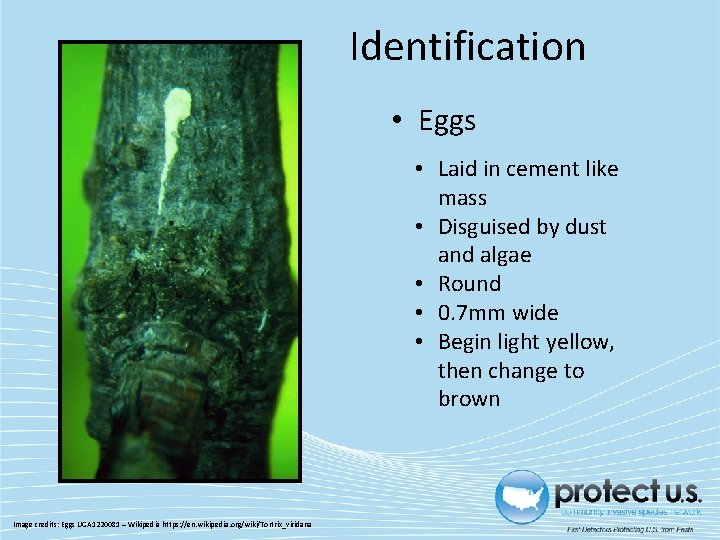 Identification • Eggs • Laid in cement like mass • Disguised by dust and