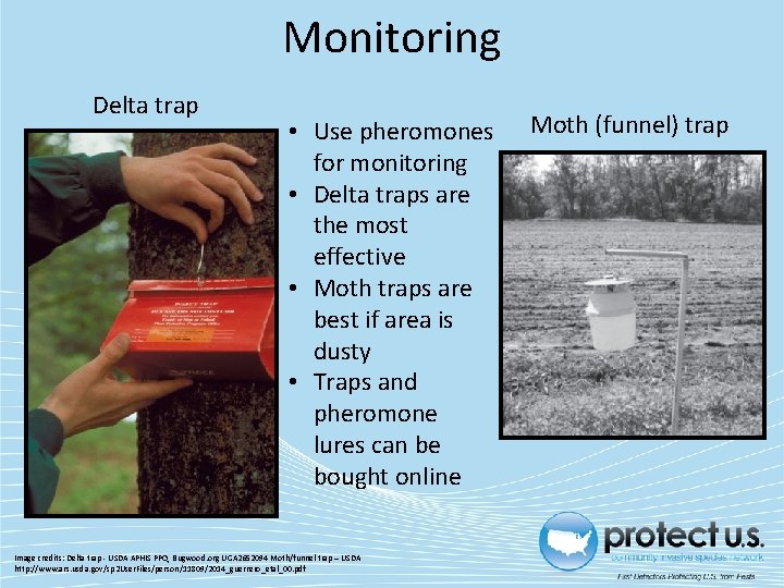 Monitoring Delta trap • Use pheromones for monitoring • Delta traps are the most