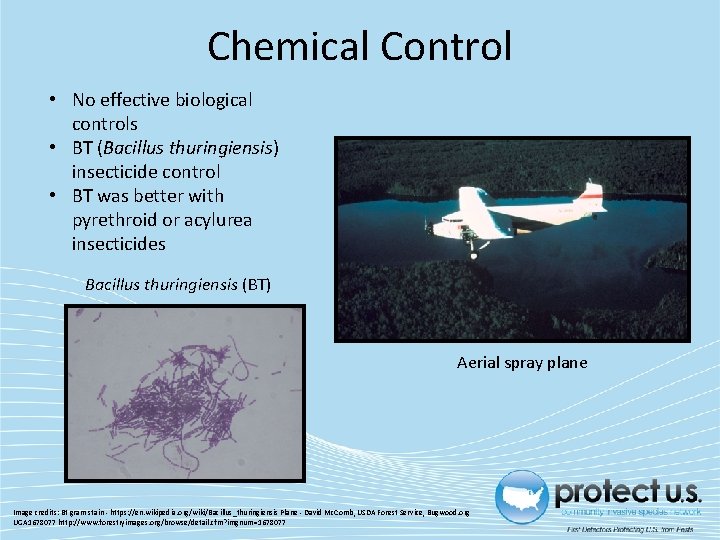 Chemical Control • No effective biological controls • BT (Bacillus thuringiensis) insecticide control •