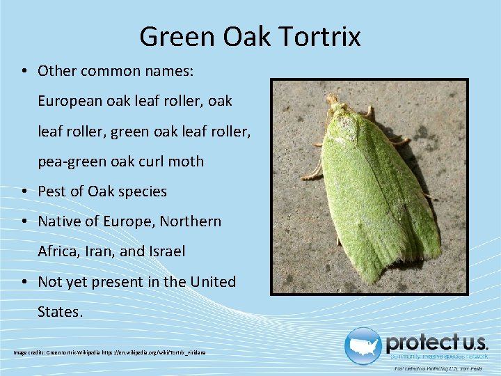 Green Oak Tortrix • Other common names: European oak leaf roller, green oak leaf