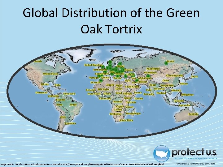 Global Distribution of the Green Oak Tortrix Image credits: Tortrix viridana Global distribution –