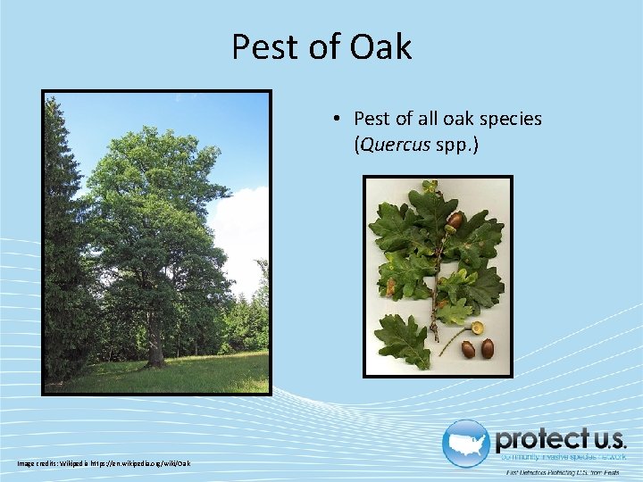 Pest of Oak • Pest of all oak species (Quercus spp. ) Image credits: