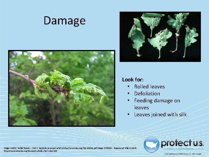 Damage Look for: • Rolled leaves • Defoliation • Feeding damage on leaves •