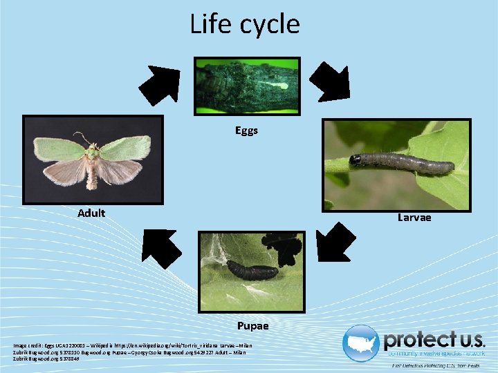 Life cycle Eggs Adult Larvae Pupae Image credit: Eggs UGA 1220081 – Wikipedia https: