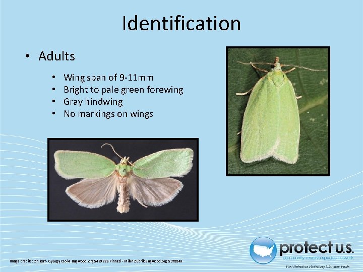 Identification • Adults • • Wing span of 9 -11 mm Bright to pale