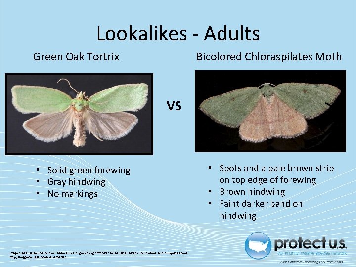 Lookalikes - Adults Green Oak Tortrix Bicolored Chloraspilates Moth VS • Solid green forewing