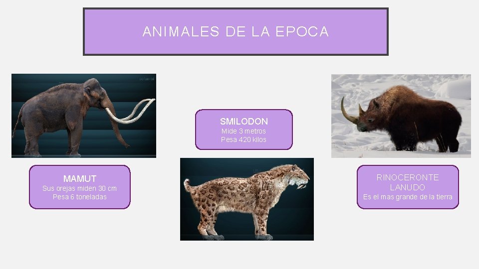 ANIMALES DE LA EPOCA SMILODON Mide 3 metros Pesa 420 kilos MAMUT Sus orejas