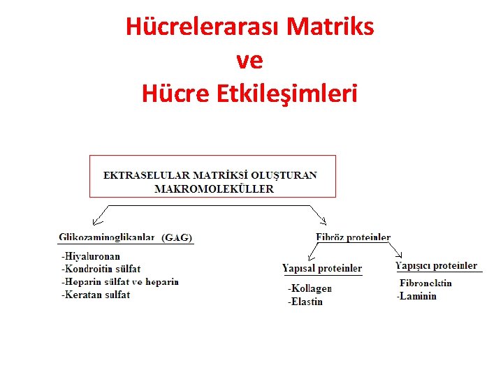 Hücrelerarası Matriks ve Hücre Etkileşimleri Hücrelerarası Matriks ve Hücre Etkileşimleri