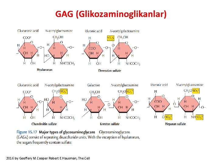 GAG (Glikozaminoglikanlar) 2016 by Geoffery M. Cooper Robert E. Hausman; The Cell 