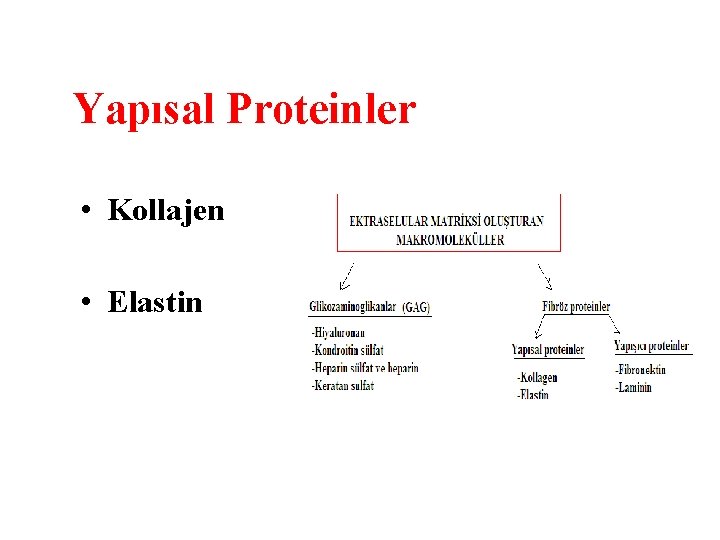 Yapısal Proteinler • Kollajen • Elastin 