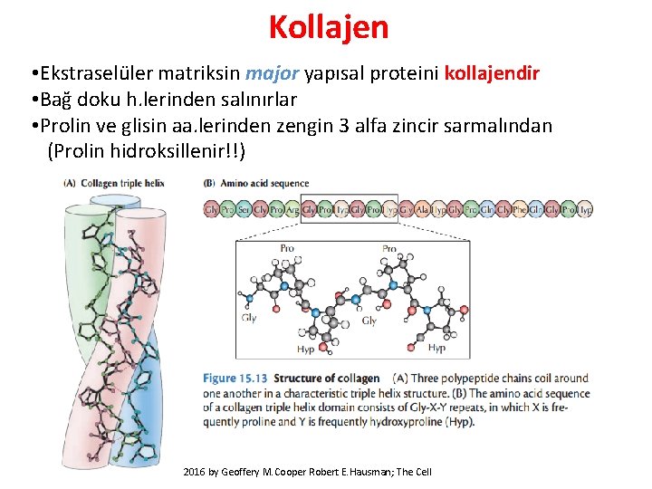 Kollajen • Ekstraselüler matriksin major yapısal proteini kollajendir • Bağ doku h. lerinden salınırlar