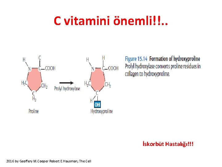 C vitamini önemli!!. . İskorbüt Hastalığı!!! 2016 by Geoffery M. Cooper Robert E. Hausman;