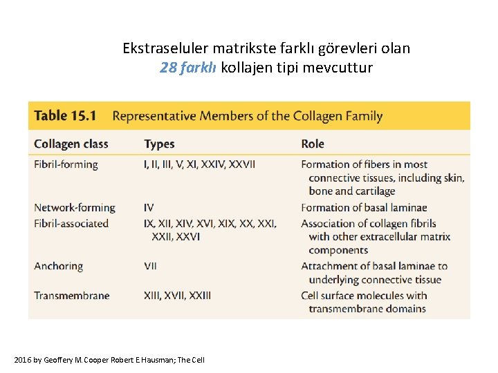 Ekstraseluler matrikste farklı görevleri olan 28 farklı kollajen tipi mevcuttur 2016 by Geoffery M. Ekstraseluler matrikste farklı görevleri olan 28 farklı kollajen tipi mevcuttur 2016 by Geoffery M.