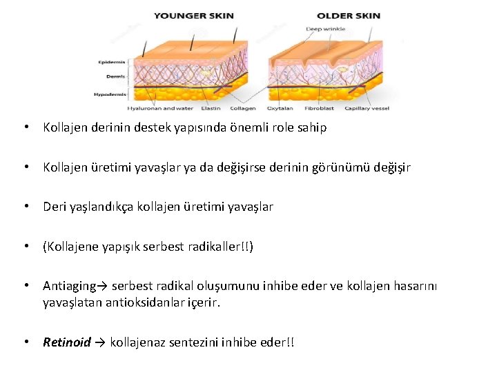  • Kollajen derinin destek yapısında önemli role sahip • Kollajen üretimi yavaşlar ya