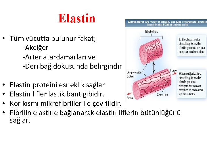 Elastin • Tüm vücutta bulunur fakat; -Akciğer -Arter atardamarları ve -Deri bağ dokusunda belirgindir