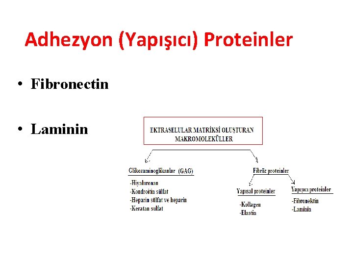 Adhezyon (Yapışıcı) Proteinler • Fibronectin • Laminin 