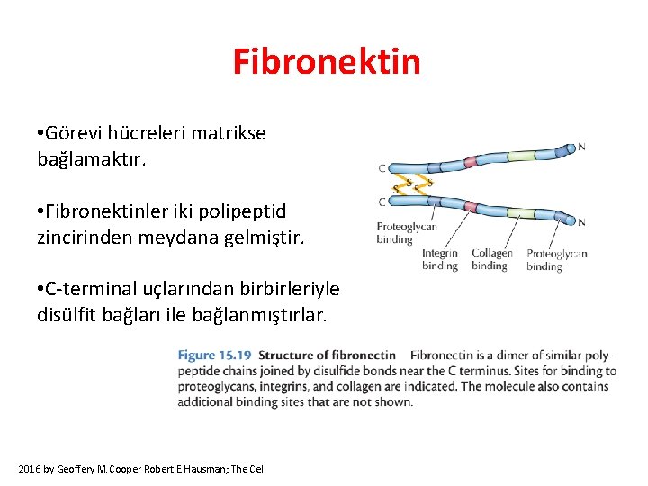 Fibronektin • Görevi hücreleri matrikse bağlamaktır. • Fibronektinler iki polipeptid zincirinden meydana gelmiştir. •