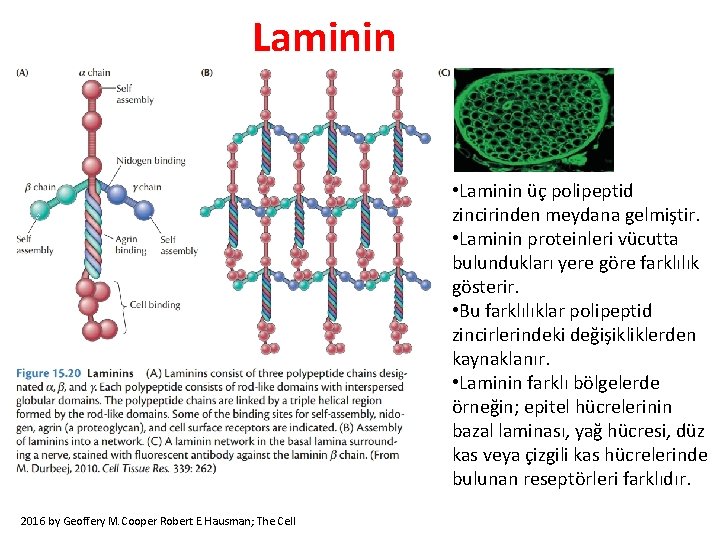 Laminin • Laminin üç polipeptid zincirinden meydana gelmiştir. • Laminin proteinleri vücutta bulundukları yere Laminin • Laminin üç polipeptid zincirinden meydana gelmiştir. • Laminin proteinleri vücutta bulundukları yere
