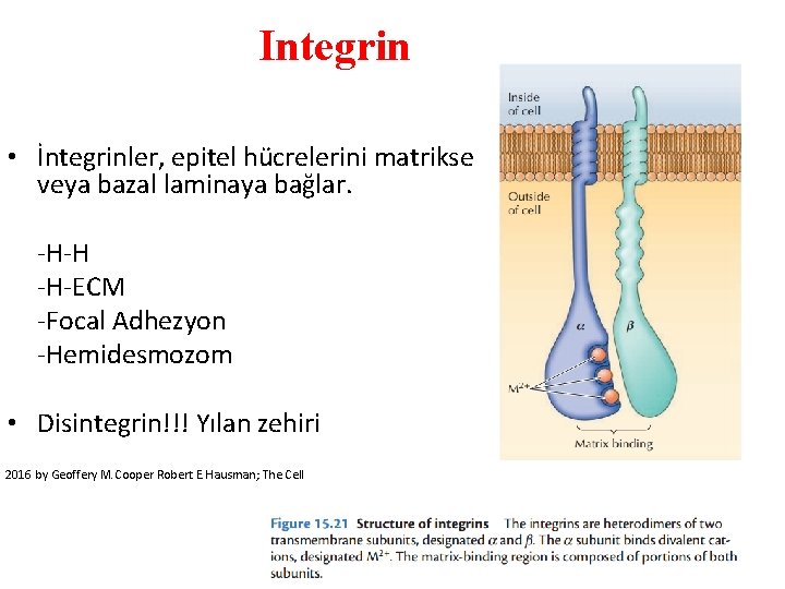 Integrin • İntegrinler, epitel hücrelerini matrikse veya bazal laminaya bağlar. -H-H -H-ECM -Focal Adhezyon