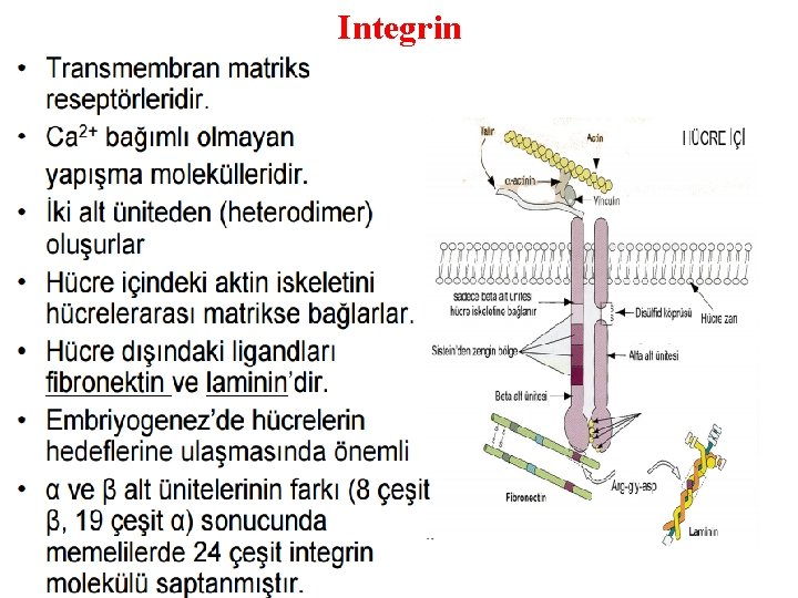 Integrin Integrin