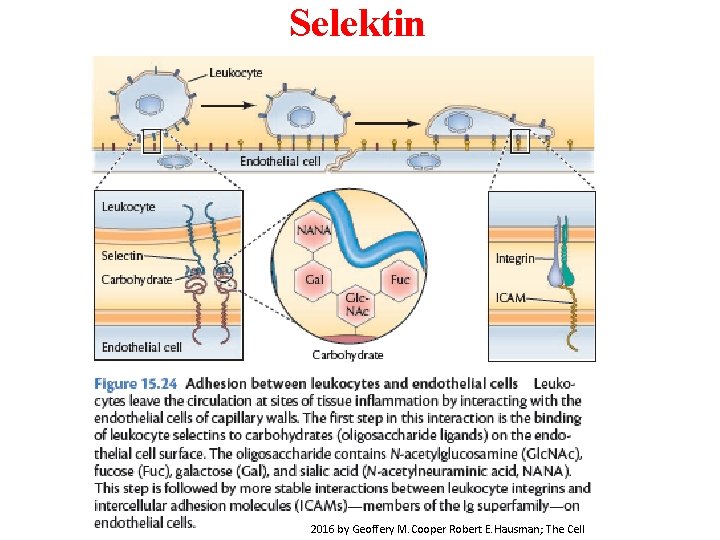 Selektin 2016 by Geoffery M. Cooper Robert E. Hausman; The Cell 