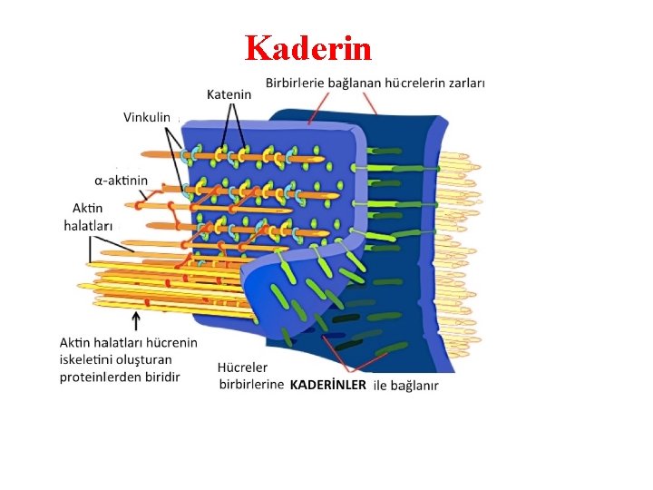 Kaderin Kaderin