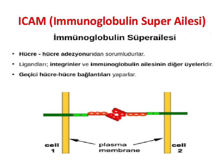 ICAM (Immunoglobulin Super Ailesi) ICAM (Immunoglobulin Super Ailesi)