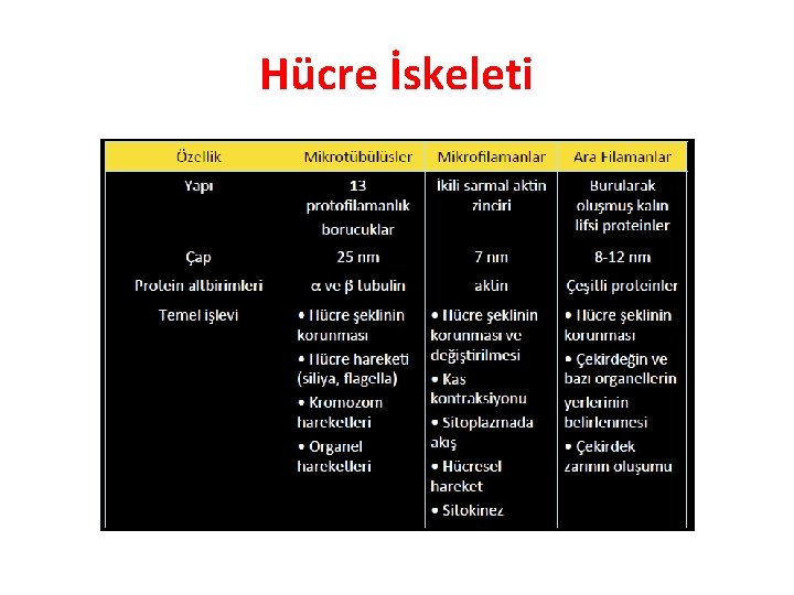 Hücre İskeleti Hücre İskeleti