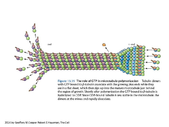 2016 by Geoffery M. Cooper Robert E. Hausman; The Cell 