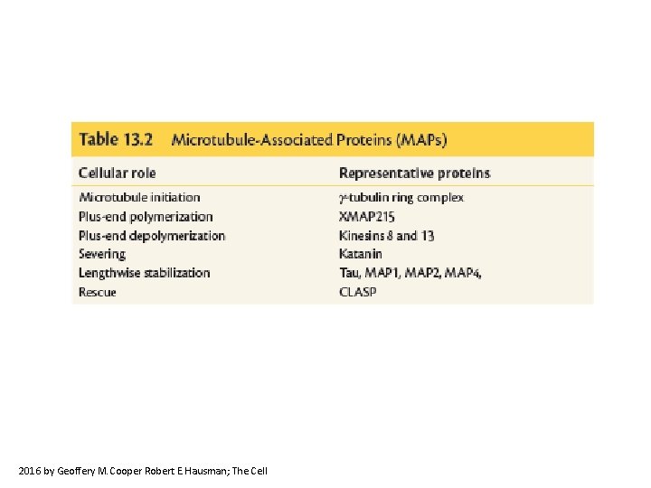 2016 by Geoffery M. Cooper Robert E. Hausman; The Cell 