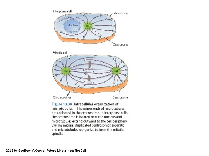 2016 by Geoffery M. Cooper Robert E. Hausman; The Cell 