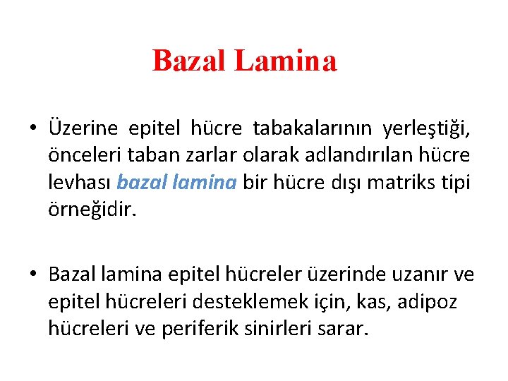 Bazal Lamina • Üzerine epitel hücre tabakalarının yerleştiği, önceleri taban zarlar olarak adlandırılan hücre