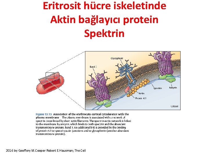 Eritrosit hücre iskeletinde Aktin bağlayıcı protein Spektrin 2016 by Geoffery M. Cooper Robert E.