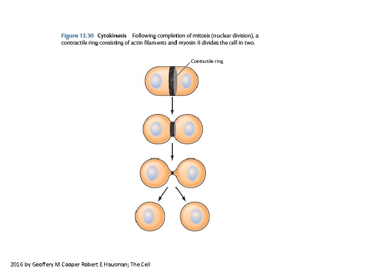 2016 by Geoffery M. Cooper Robert E. Hausman; The Cell 