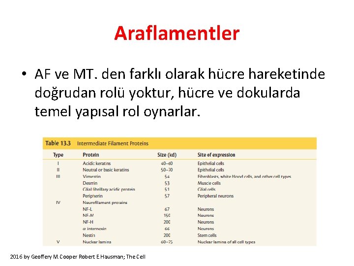 Araflamentler • AF ve MT. den farklı olarak hücre hareketinde doğrudan rolü yoktur, hücre